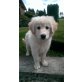 leo, Golden Retriever Welpen - Rüde
