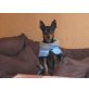 leo, Zwergpinscher - Rüde