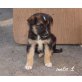 leo, lena, laura, Lori usw., Pinscher kleiner bleibend Welpen - Rüde