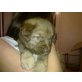 leonberger-bernersennemix Welpen - Hündin