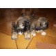 lhasa apso babys, Lhasa Apso - Rüde