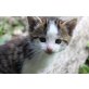 liebe Hauskätzchen - Kater