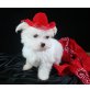 liebenswert maltese puppies. - Rüde