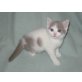 lilac-weisses Harlekin BKH Kitten , Britisch Kurzhaarkatze - Kater