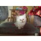 lilly, Heilige Birma - Katze