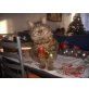lilly, perser/hauskatze - Kater