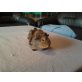 lilly und lulu, rosette peruanermix - weiblich