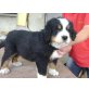 lily, Berner Sennenhund - Hündin