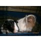 lisi(Kurzhaar) & niki(Langhaar), einfach schöne Tiere - weiblich