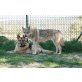 lobita, Tschechoslowakischer Wolfhund - Hündin
