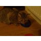 lucky (dicker), tiegerkatze - Kater