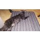 lucy, Maine Coon - Katze