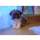 mädchen-buben, Shih Tzu Welpen - Rüde