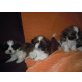 mädchen-buben, Shih Tzu Welpen - Rüde