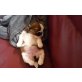 mädi, Shih Tzu Welpen - Hündin