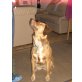 magyar vizsla-Schäfer - Hündin