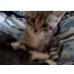main-coon - Katze