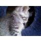 main-coon - Katze