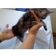 main-coon - Katze