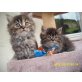 main coon mix - Katze
