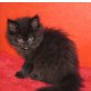 maine coon - Katze