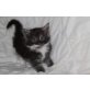 maine coon, Maine Coon - Kater