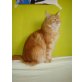 maine coon, Maine Coon - Kater