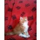 maine coon kitten, Maine Coon - Katze