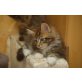 maine coon kitten, Maine Coon - Katze