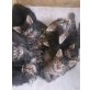 maine coon mix - Kater