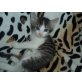 maine coon mix/hauskatze  - Katze