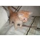 maine coon/perser &??? - Katze