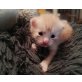 maine coone mix, maine coone mix und reinrassiger mainecoone - Kater