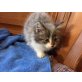 mainecoon-waldkatzenmix - Kater