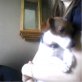 maju, nackthund chihuahua - Hündin