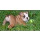mali, Englische Bulldogge - Rüde
