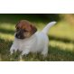 mali, Jack-Russell-Terrier - Rüde