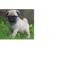 mali, Mops - Rüde