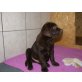 malos, Labrador Retriever Welpen - Rüde