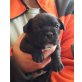 malteser-Französische bulldogge Welpen - Hündin