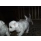 maltipoo, Malteser Toypudel Welpen - Hündin