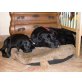 marco-polo, Labrador Retriever Welpen - Rüde
