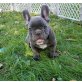 mark, Französische Bulldogge - Rüde