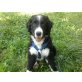 marley, bordercollie Welpen - Rüde