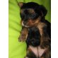 mausi, Yorkshire Terrier - Hündin