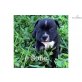 max, Amerikanischer Staffordshire-Terrier - Rüde