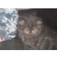 max, BKH/Perser - Kater