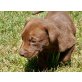 max, Labrador Retriever - Rüde