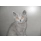 maxi, Britisch Kurzhaarkatze - Kater