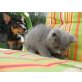 maxi, Britisch Kurzhaarkatze - Kater